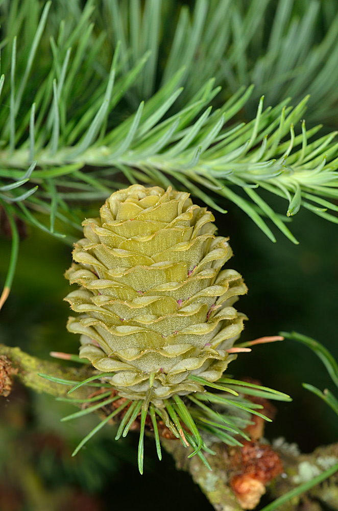 Larix kaempferi