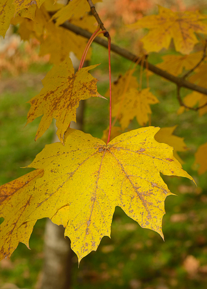 Hojas pentalobuladas en otoño, con pecíolos rojizos
