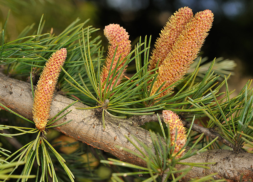 Cedrus deodara. Acículas y conos masculinos.