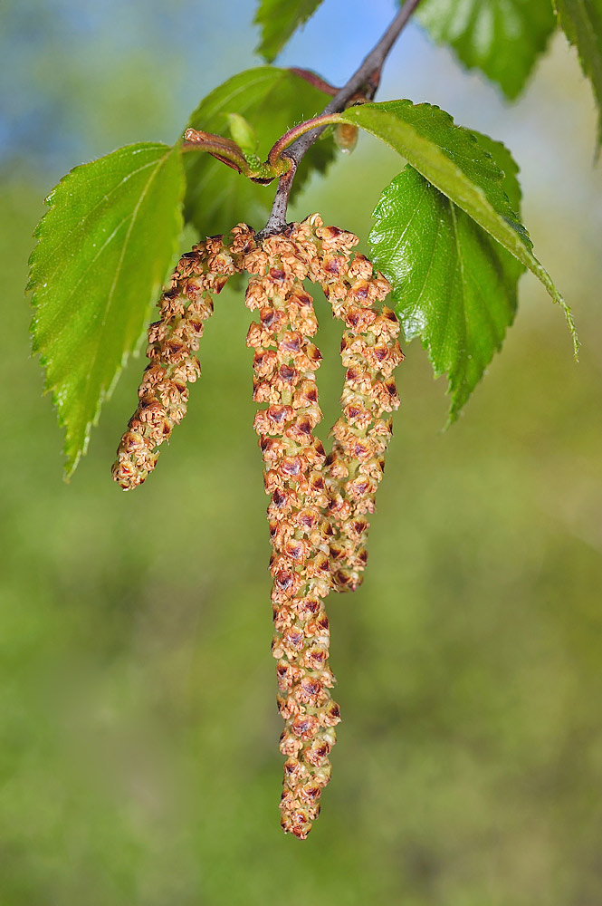 Detalle de las hojas juveniles e inflorescencias masculinas (amentos)