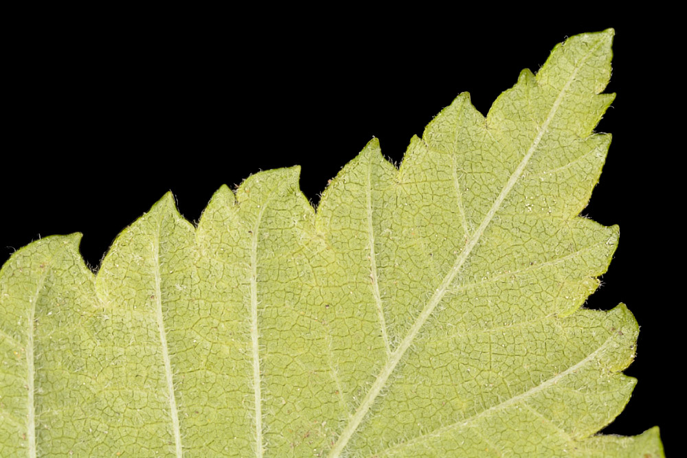 Borde y ápice de la hoja.