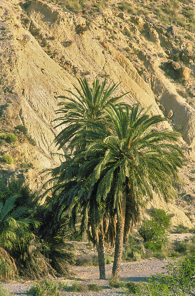 Ejemplares en Sierra Alhamilla