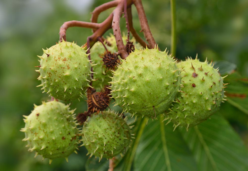 Frutos espinosos.