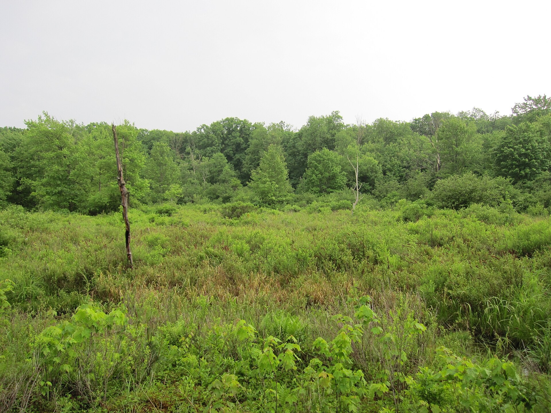Moss-Hanna Trail