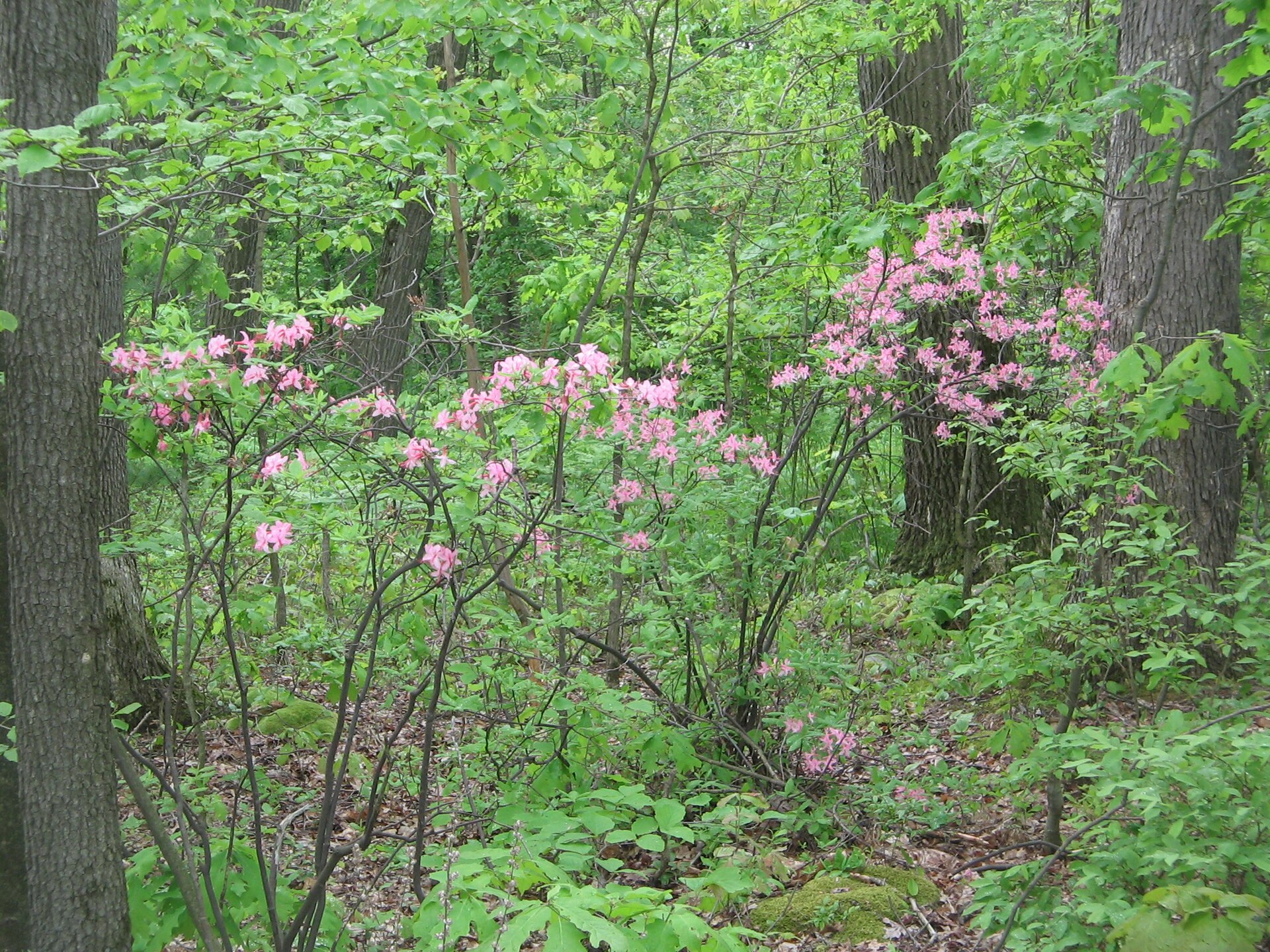 Sleepy Hollow Trail