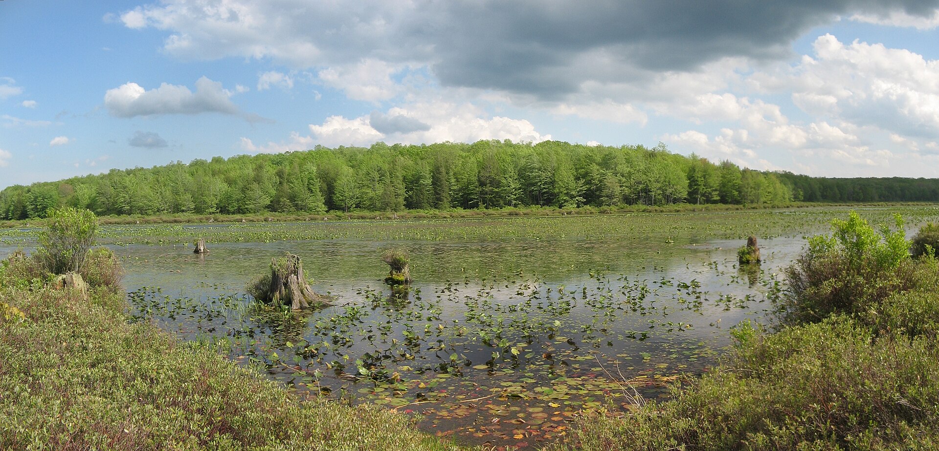 Blueberry Trail