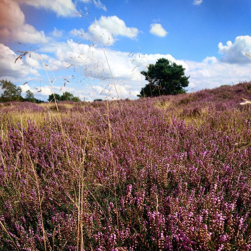 Westruper Heide — photo 3