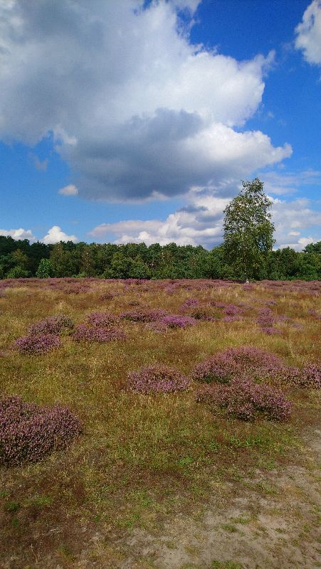 Westruper Heide — photo 2