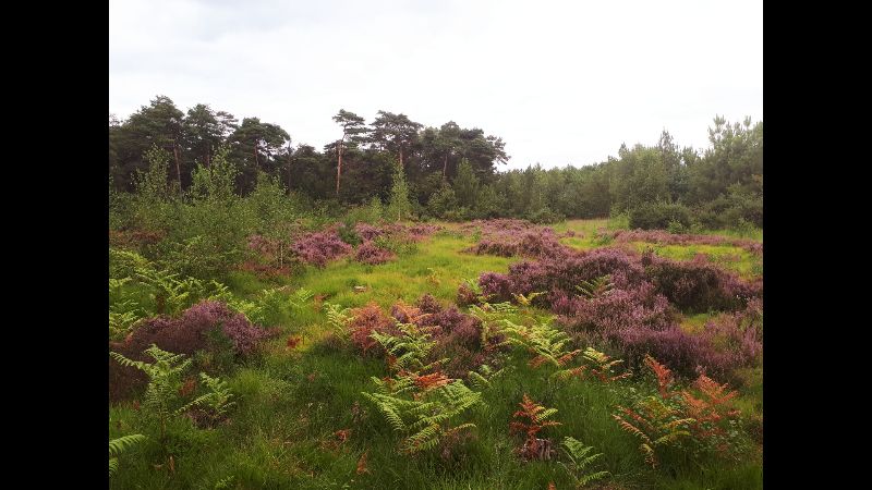 Landes & Tourbières de la Basse-Goulandière