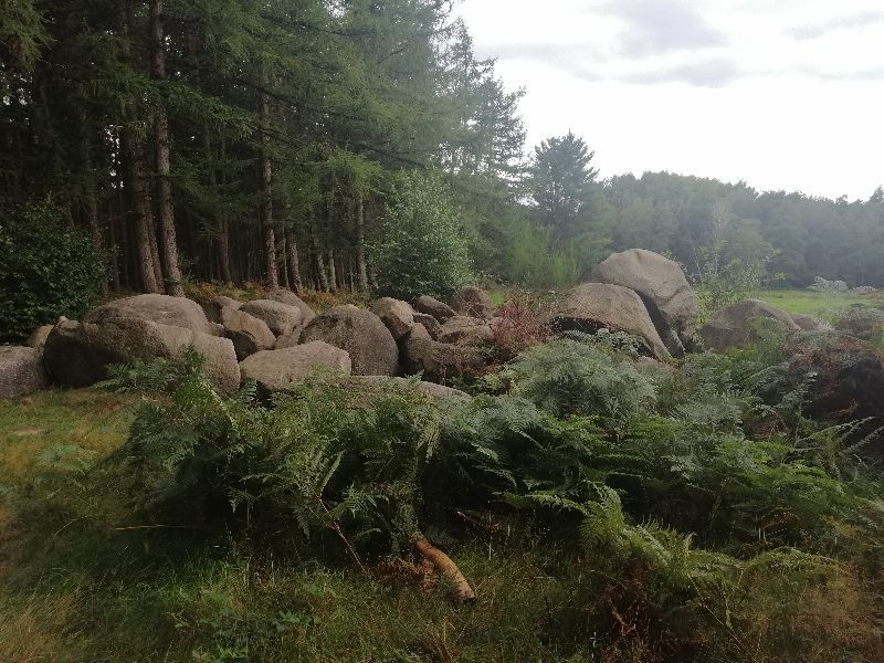 Süntelstein, route of the Megalithic Culture 4a