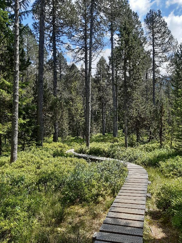 Sentier nature au plateau des Glières