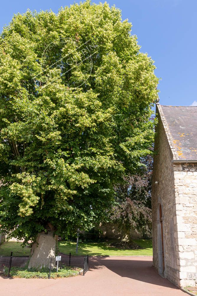 Le vieux tilleul de Marquise