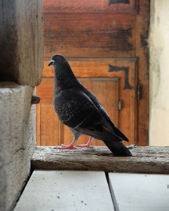 Château d'Azay-le-Rideau — photo 6