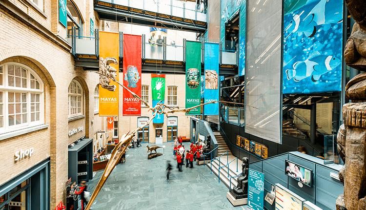 World Museum Liverpool — photo 3