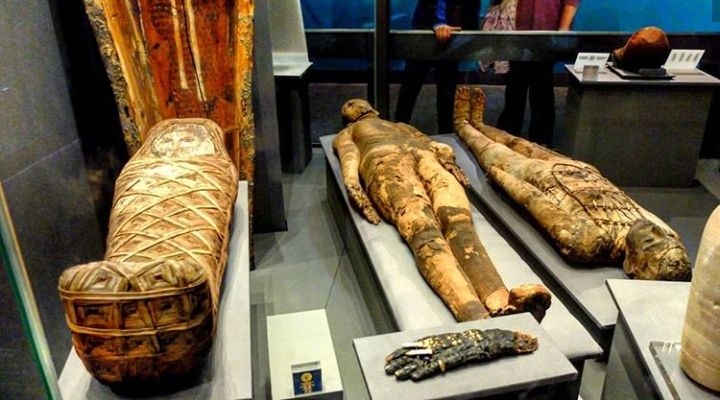 World Museum Liverpool — photo 11