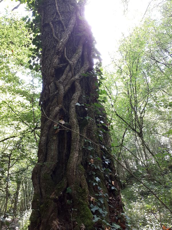 Forêt de Vouillé — photo 3