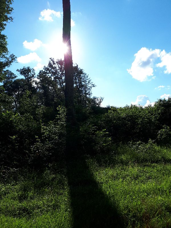 Forêt de Vouillé