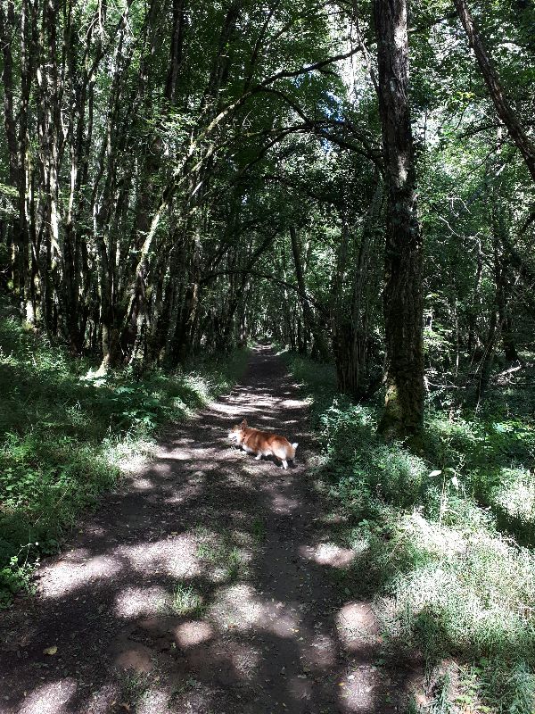 Forêt de Vouillé — photo 2