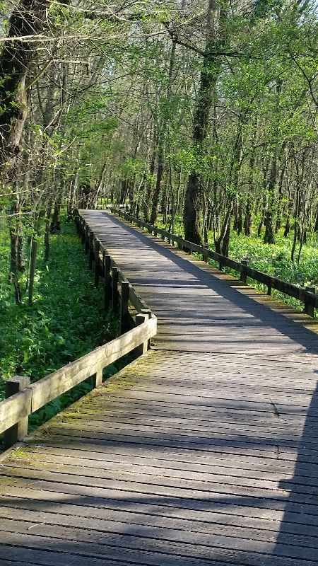 Les rives d'Arcins — photo 5