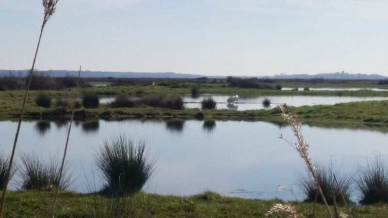 Marais de Brouage