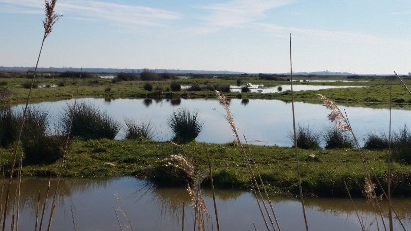 Marais de Brouage — photo 2