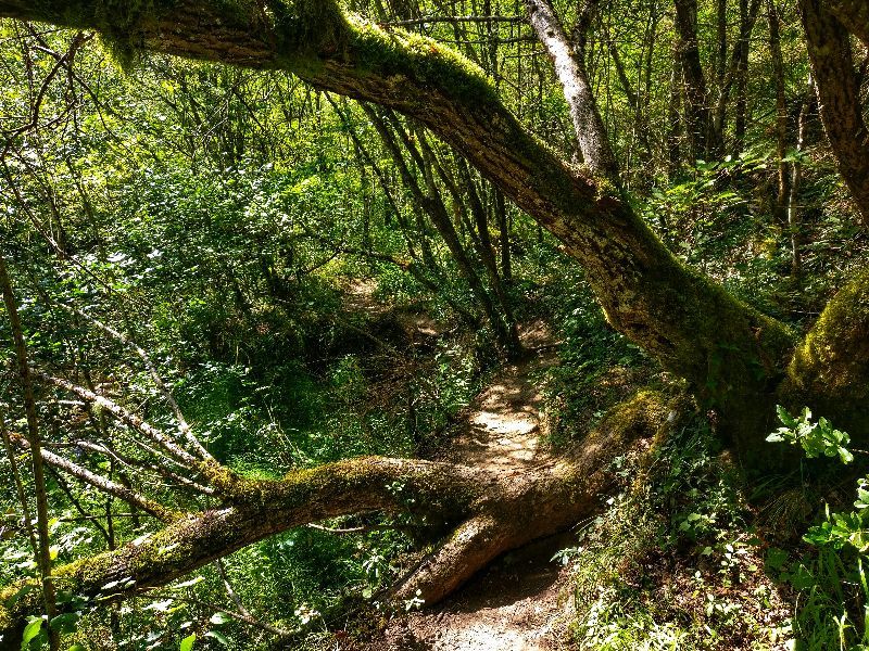 Cascade de Vescagnes