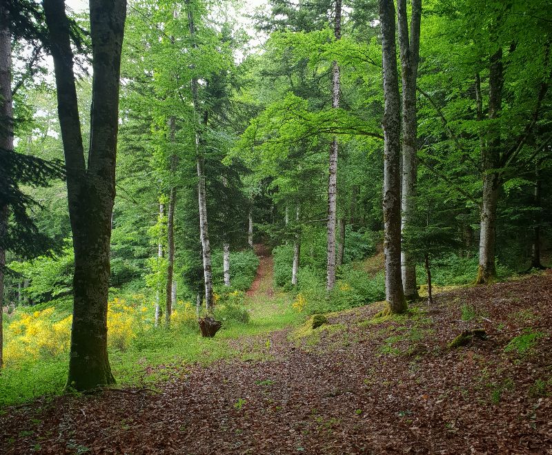 Arboretum de Banizette