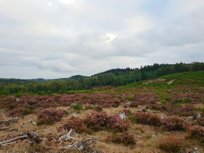 Landes de la Mazure