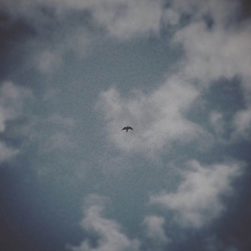 My Raven's rest — photo 12