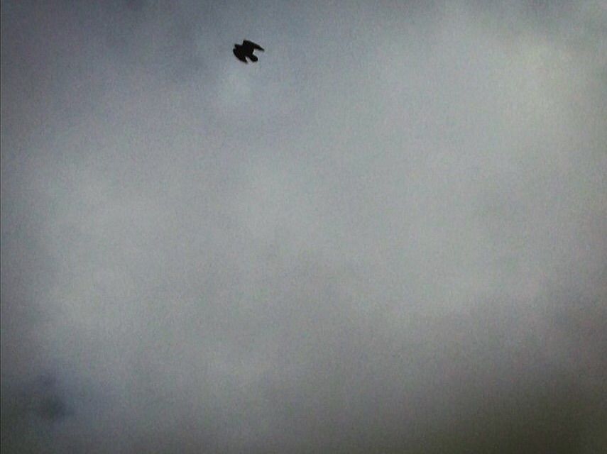 My Raven's rest — photo 7