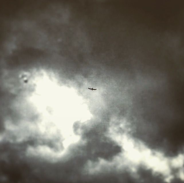 My Raven's rest — photo 18
