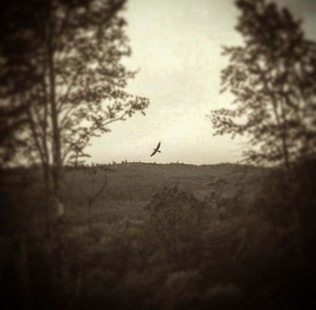 My Raven's rest — photo 5