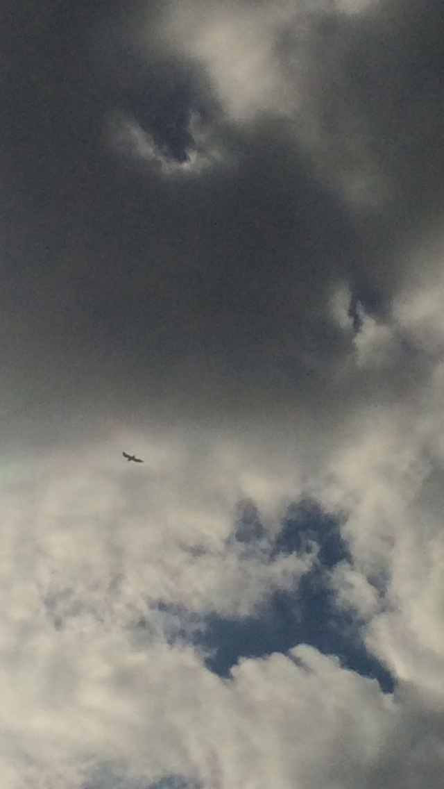 My Raven's rest — photo 11
