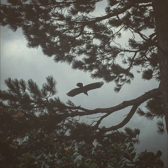 My Raven's rest — photo 2