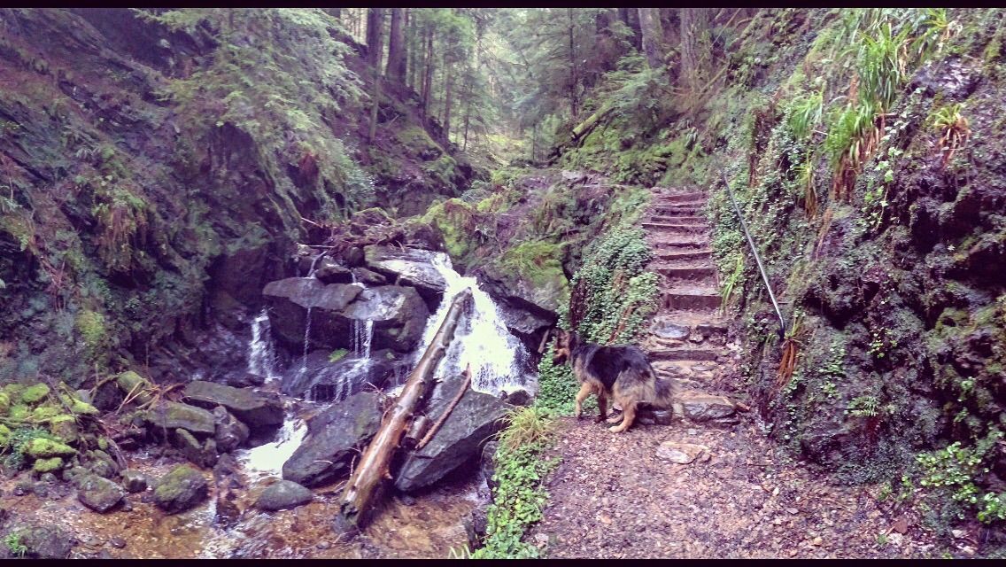 Pucks Glen — photo 6