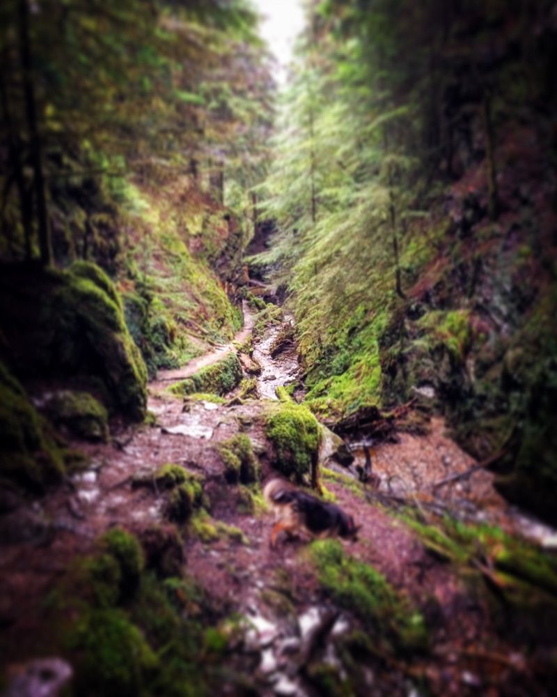 Pucks Glen — photo 3
