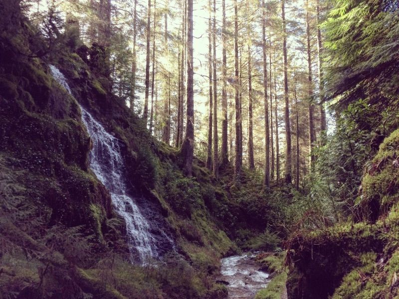 Pucks Glen — photo 4