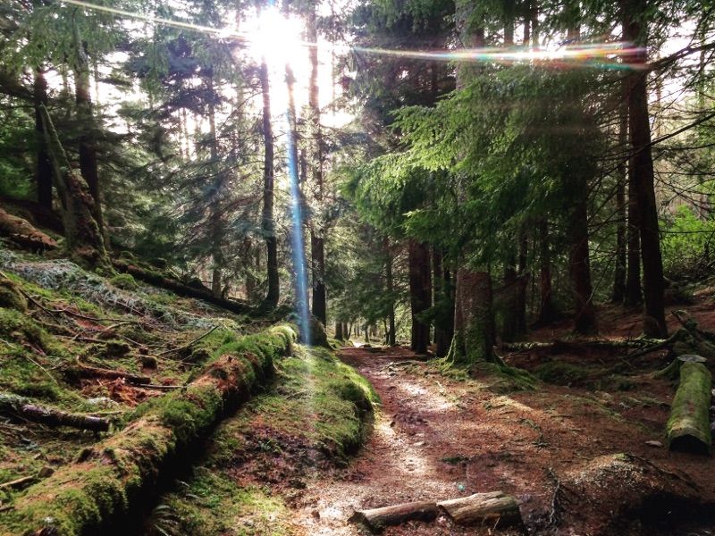 Pucks Glen — photo 2
