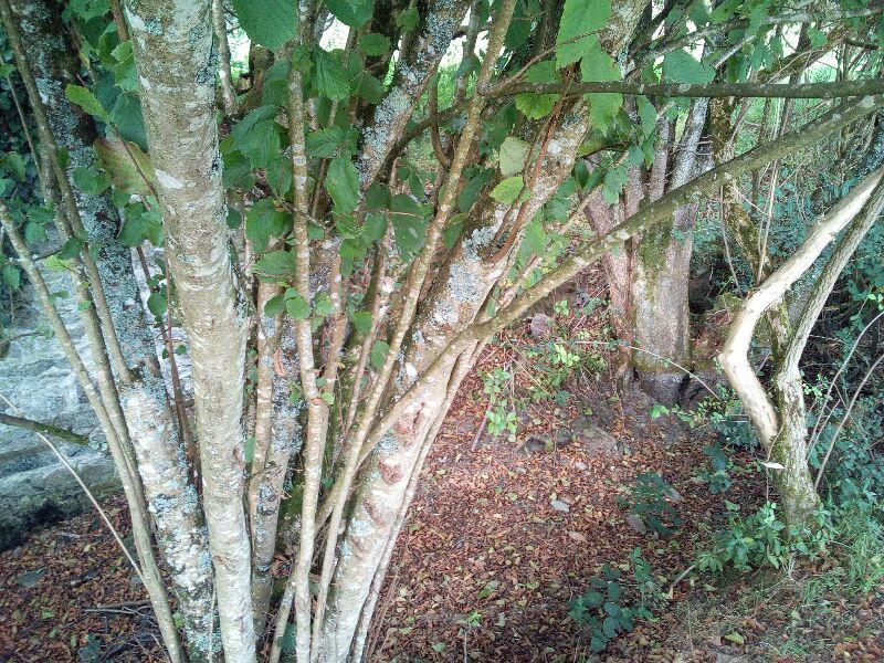 Moulin de la fosse — photo 3