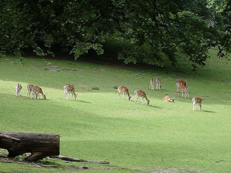 Marselisborg park - The Deer Kingdom