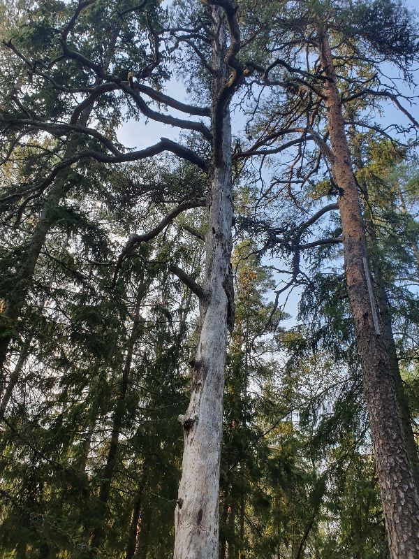 Rune tree — photo 2