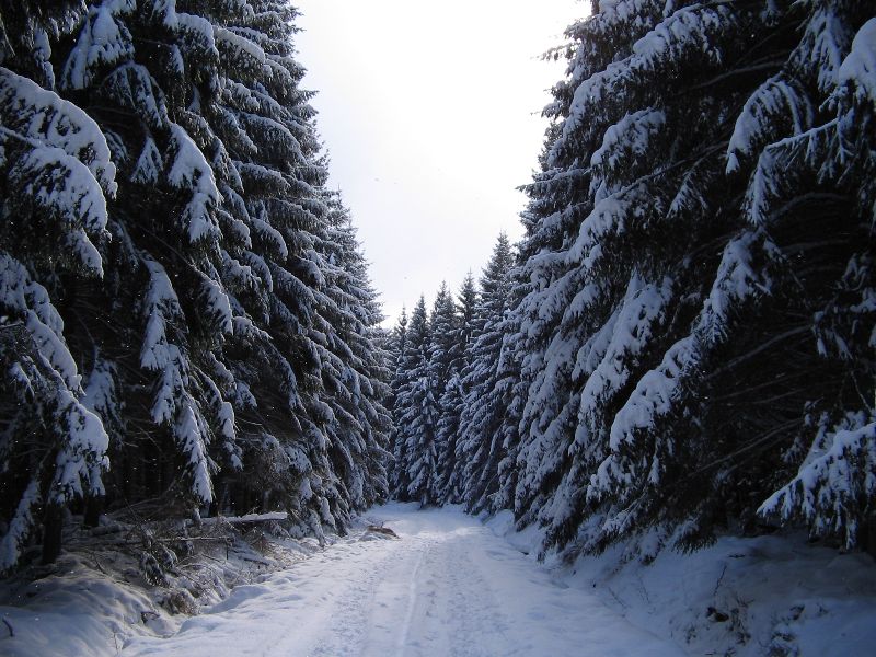 Hertogenwald