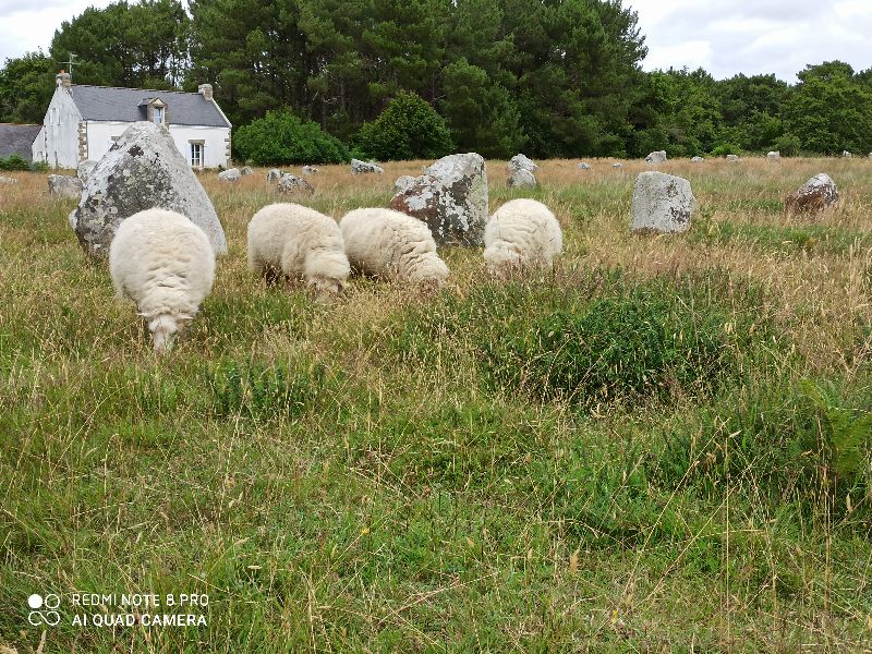 Alignements du Ménec — photo 2