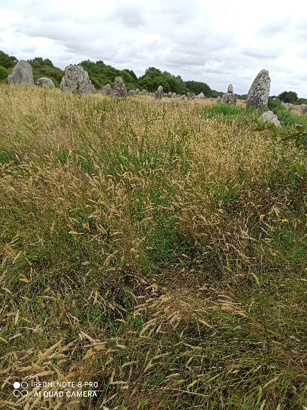 Alignements du Ménec — photo 6