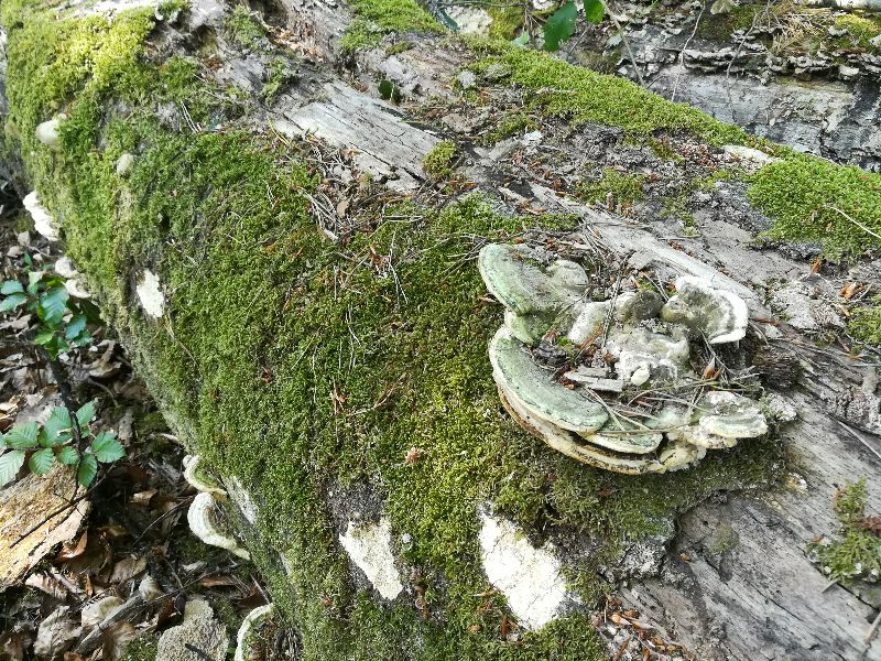 Le Rocher Canon — photo 2