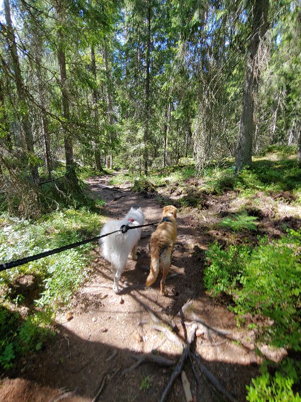 Tyresta — photo 3