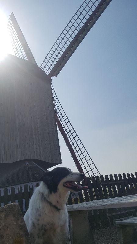 Noormeuleun (moulin du nord)