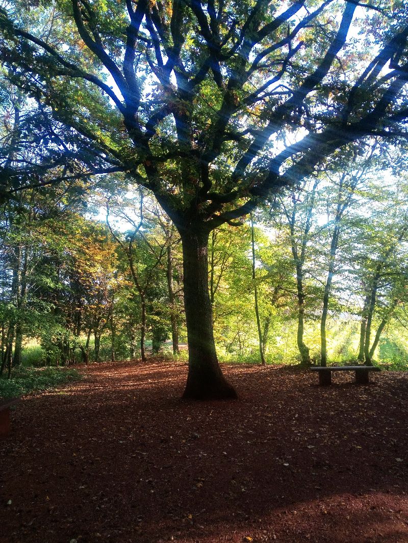 Chapelle des bois et son chêne sacré