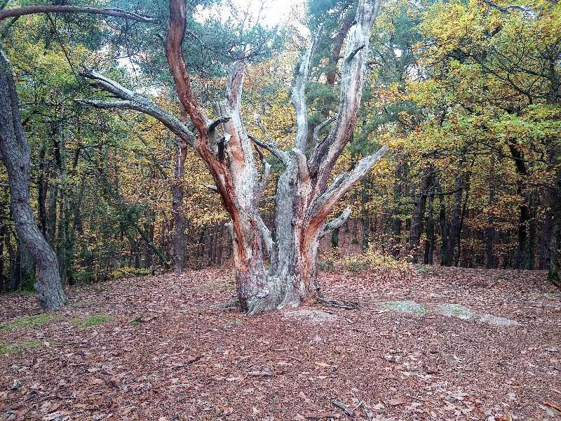 Heidenbuckel, clairière des bruyeres — photo 2