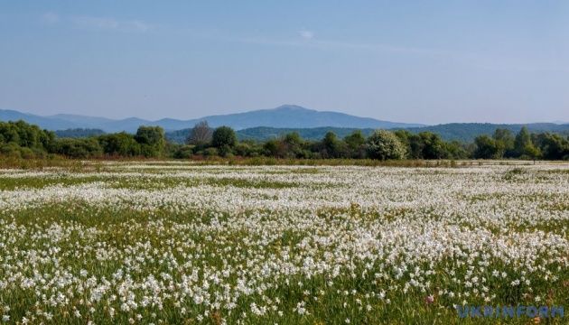 La vallée des jonquilles — photo 2